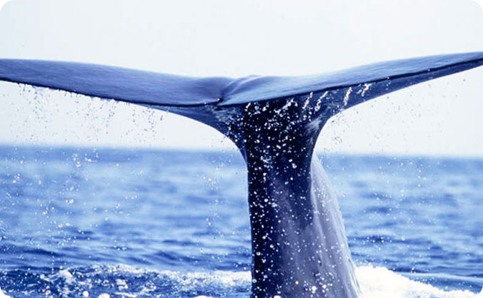 クジラやイルカとの感動の出会い