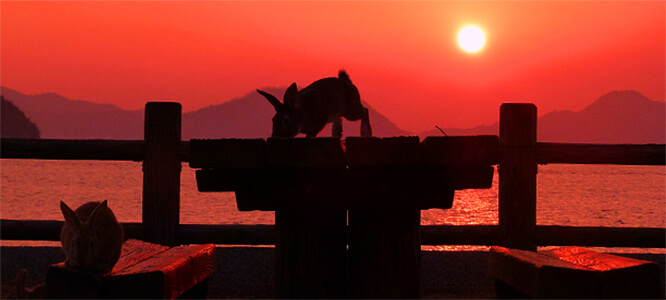 休暇村 大久野島のうさぎと夕日（本館前の園地から）