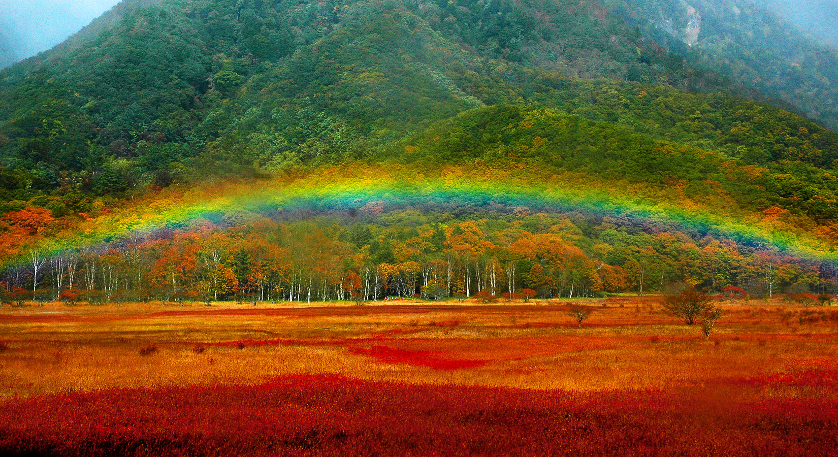 草紅葉の絨毯