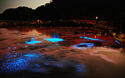 夜光虫