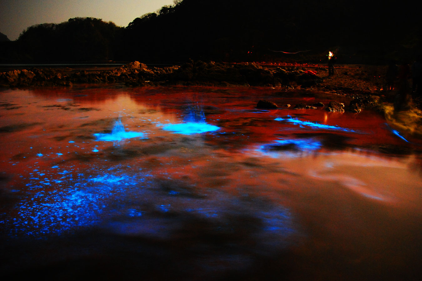 夜光虫