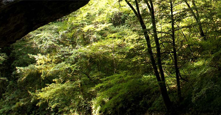 ウォーキングコース