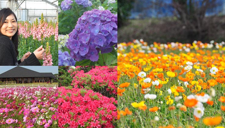 一年を通して咲き乱れる 花が彩る街“館山”