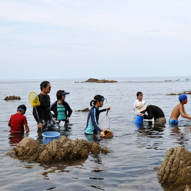 竹野海岸 磯の生き物観察教室