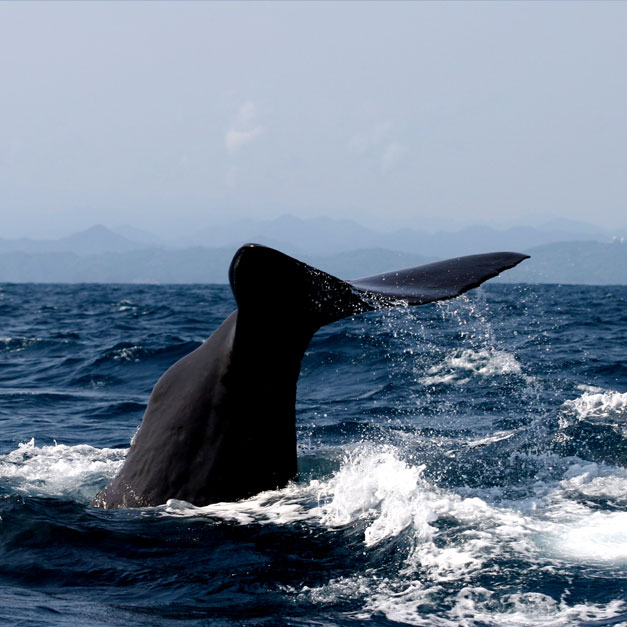 南紀勝浦 クジラウォッチング