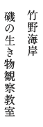 竹野海岸 磯の生き物観察教室